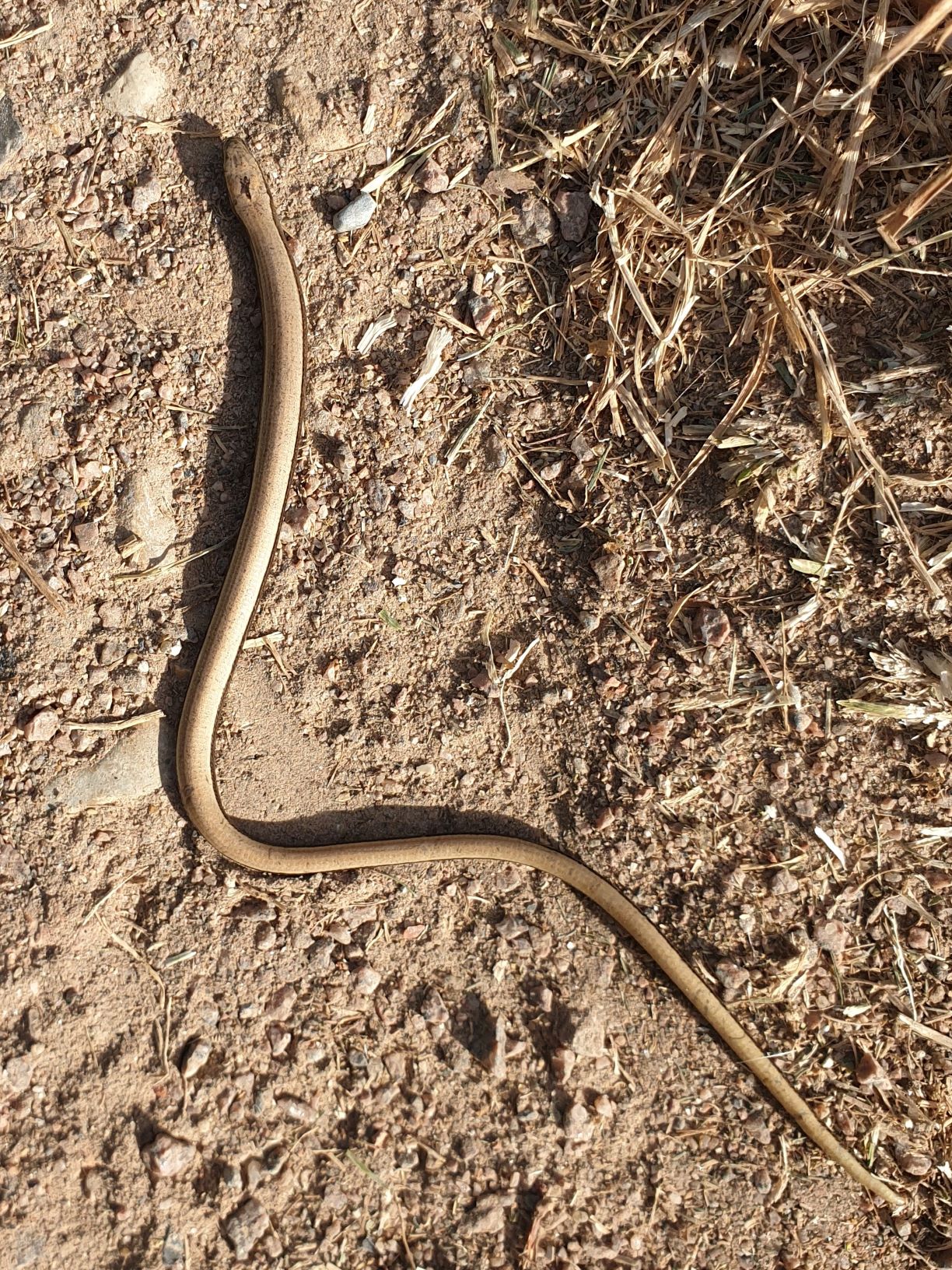 slow worm for website